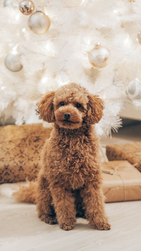 Download wallpaper 2160x3840 poodle, dog, pet, brown, curly samsung galaxy s4, s5, note, sony xperia z, z1, z2, z3, htc one, lenovo vibe hd background
