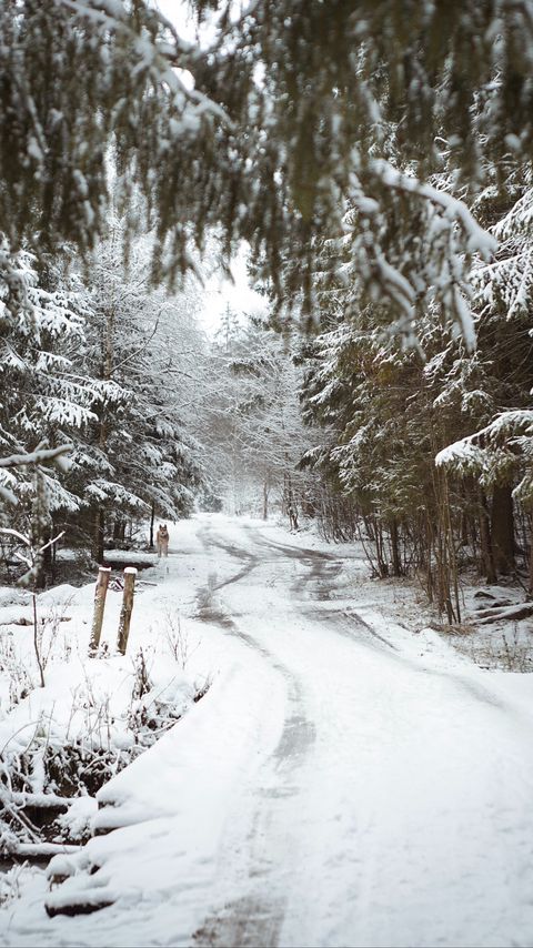 Download wallpaper 2160x3840 road, snow, trees, dog, winter, nature samsung galaxy s4, s5, note, sony xperia z, z1, z2, z3, htc one, lenovo vibe hd background