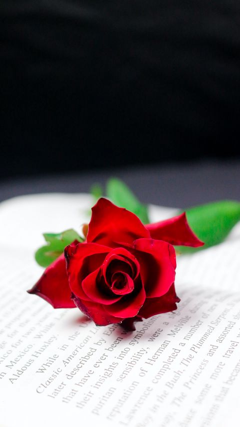 Download wallpaper 2160x3840 rose, flower, book, red samsung galaxy s4, s5, note, sony xperia z, z1, z2, z3, htc one, lenovo vibe hd background