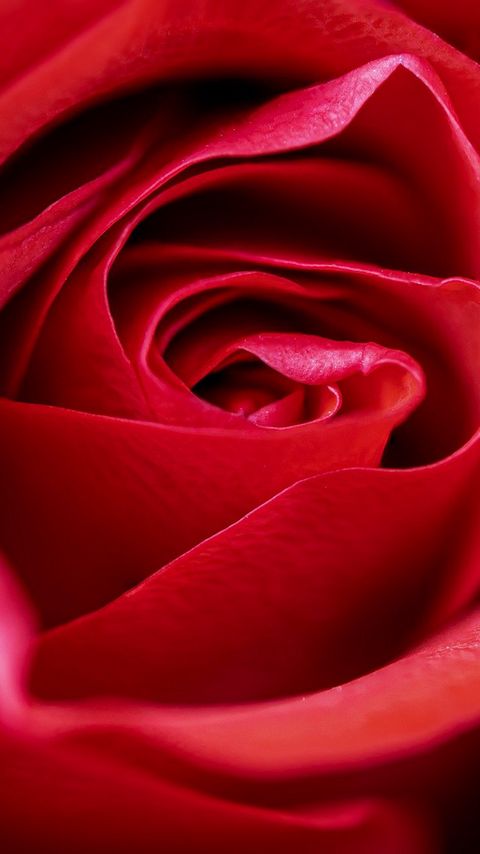 Download wallpaper 2160x3840 rose, flower, petals, macro, red samsung galaxy s4, s5, note, sony xperia z, z1, z2, z3, htc one, lenovo vibe hd background