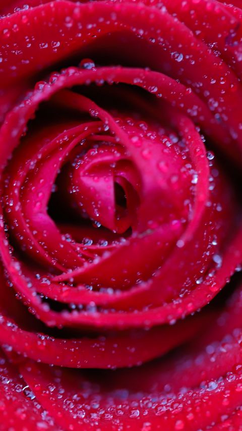 Download wallpaper 2160x3840 rose, flower, red, drops, petals, macro samsung galaxy s4, s5, note, sony xperia z, z1, z2, z3, htc one, lenovo vibe hd background