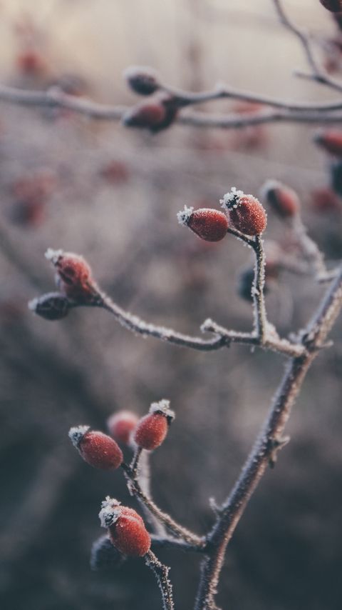 Download wallpaper 2160x3840 rose hips, berries, frost, macro, plant samsung galaxy s4, s5, note, sony xperia z, z1, z2, z3, htc one, lenovo vibe hd background