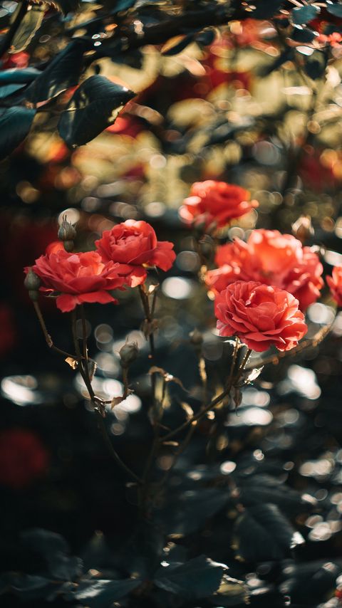 Download wallpaper 2160x3840 roses, flowers, pink, plant samsung galaxy s4, s5, note, sony xperia z, z1, z2, z3, htc one, lenovo vibe hd background