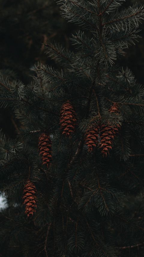 Download wallpaper 2160x3840 spruce, cones, branches, macro samsung galaxy s4, s5, note, sony xperia z, z1, z2, z3, htc one, lenovo vibe hd background