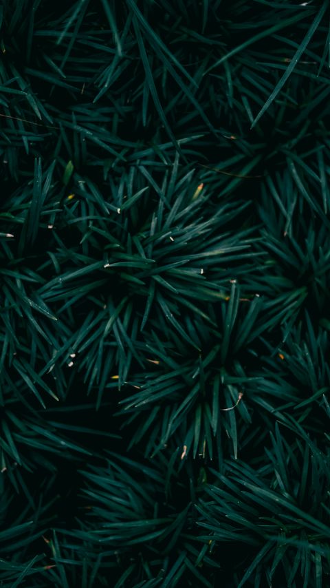 Download wallpaper 2160x3840 spruce, needles, branches, green, macro samsung galaxy s4, s5, note, sony xperia z, z1, z2, z3, htc one, lenovo vibe hd background