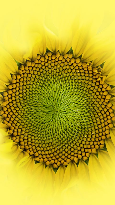 Download wallpaper 2160x3840 sunflower, flower, macro, petals, drops, yellow samsung galaxy s4, s5, note, sony xperia z, z1, z2, z3, htc one, lenovo vibe hd background
