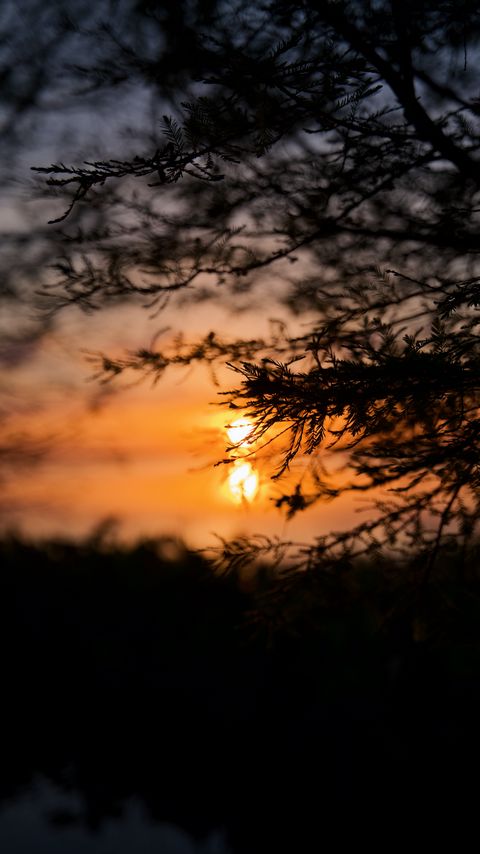 Download wallpaper 2160x3840 tree, branches, silhouette, sun, sunset samsung galaxy s4, s5, note, sony xperia z, z1, z2, z3, htc one, lenovo vibe hd background