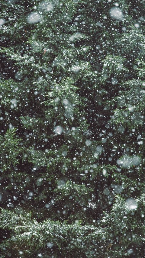 Download wallpaper 2160x3840 tree, branches, snow, snowfall, winter samsung galaxy s4, s5, note, sony xperia z, z1, z2, z3, htc one, lenovo vibe hd background