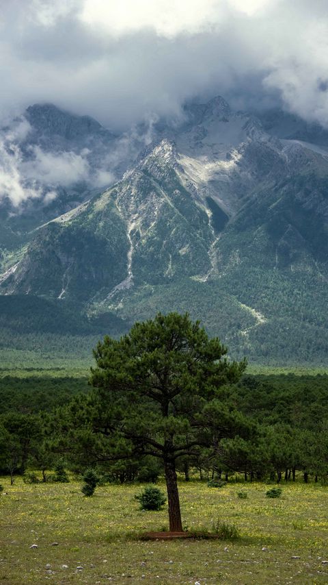 Download wallpaper 2160x3840 tree, mountain, forest, clouds, nature samsung galaxy s4, s5, note, sony xperia z, z1, z2, z3, htc one, lenovo vibe hd background