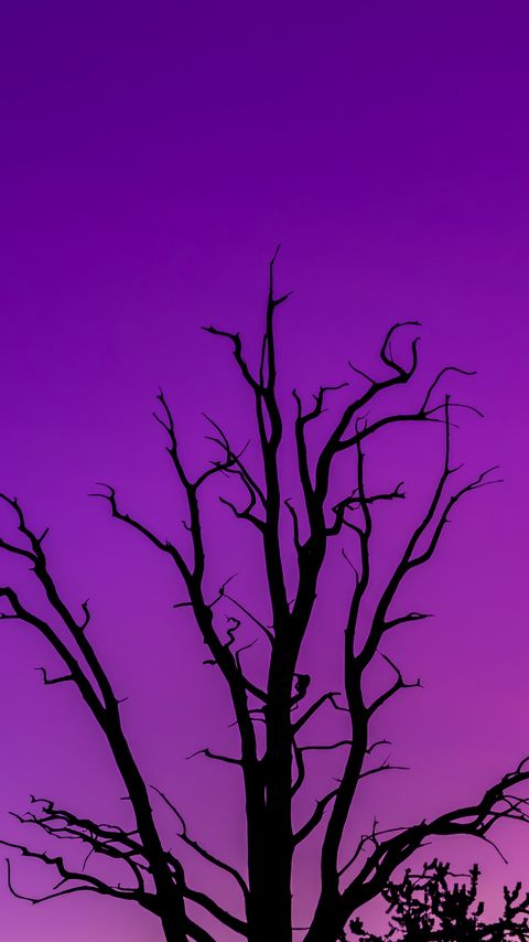Download wallpaper 2160x3840 tree, sky, dusk, minimalism, purple samsung galaxy s4, s5, note, sony xperia z, z1, z2, z3, htc one, lenovo vibe hd background