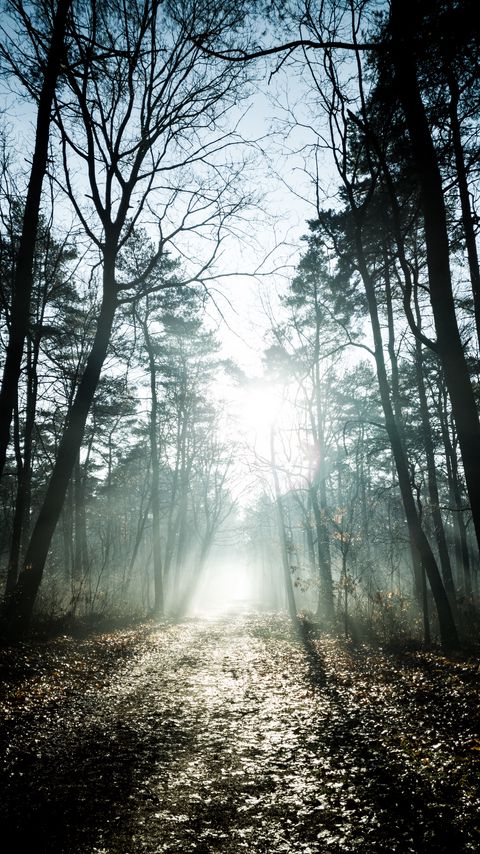 Download wallpaper 2160x3840 trees, sunlight, rays, forest, nature samsung galaxy s4, s5, note, sony xperia z, z1, z2, z3, htc one, lenovo vibe hd background