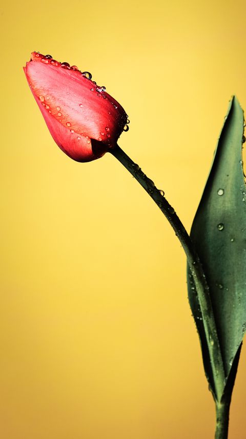 Download wallpaper 2160x3840 tulip, flower, drops, wet, red, yellow samsung galaxy s4, s5, note, sony xperia z, z1, z2, z3, htc one, lenovo vibe hd background