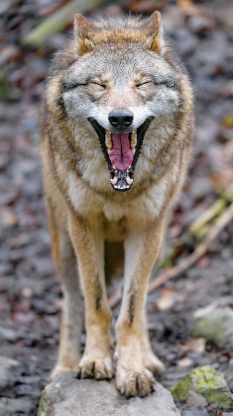Download wallpaper 2160x3840 wolf, yawn, protruding tongue, animal, funny samsung galaxy s4, s5, note, sony xperia z, z1, z2, z3, htc one, lenovo vibe hd background