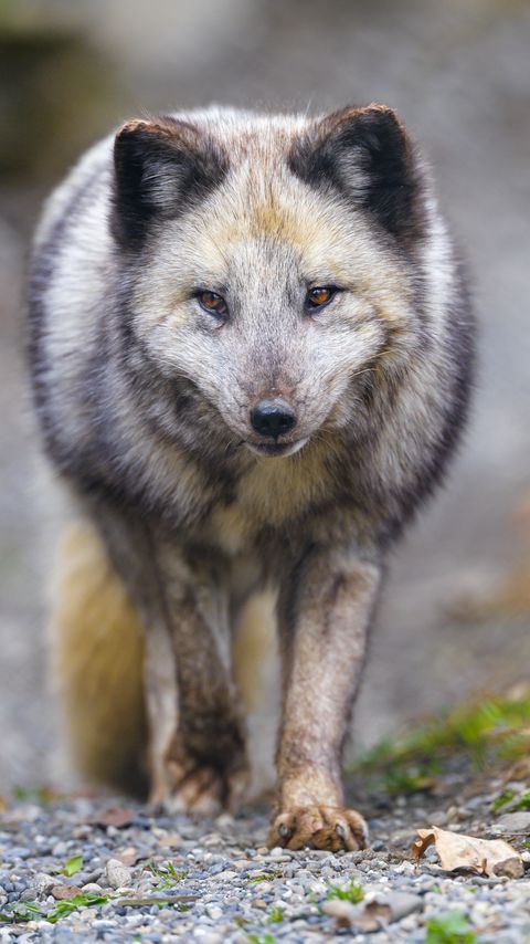 Download wallpaper 2160x3840 arctic fox, animal, gray, furry, wildlife samsung galaxy s4, s5, note, sony xperia z, z1, z2, z3, htc one, lenovo vibe hd background