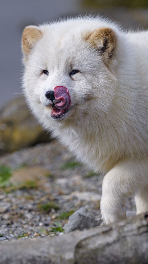 Download wallpaper 2160x3840 arctic fox, fox, protruding tongue, fluffy samsung galaxy s4, s5, note, sony xperia z, z1, z2, z3, htc one, lenovo vibe hd background