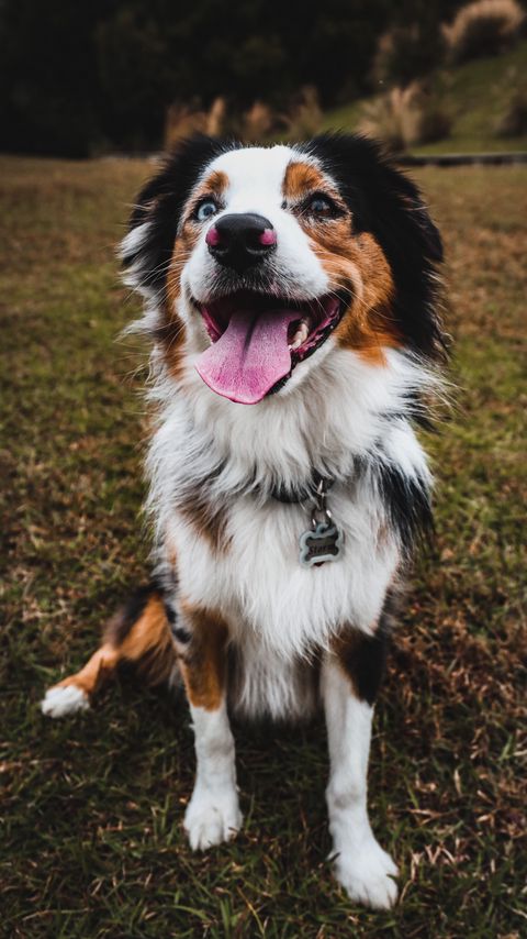 Download wallpaper 2160x3840 australian shepherd, dog, pet, protruding tongue samsung galaxy s4, s5, note, sony xperia z, z1, z2, z3, htc one, lenovo vibe hd background