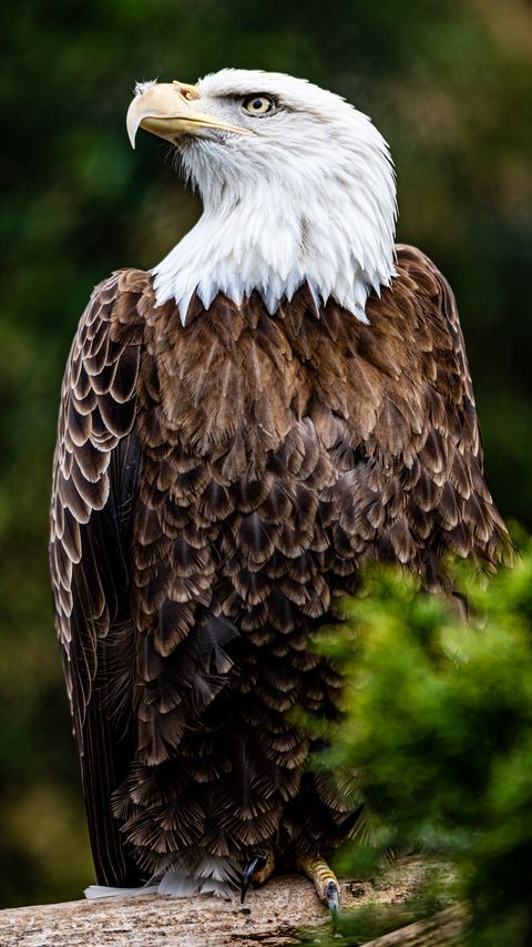 Download wallpaper 2160x3840 bald eagle, eagle, bird, brown, predator, wildlife samsung galaxy s4, s5, note, sony xperia z, z1, z2, z3, htc one, lenovo vibe hd background