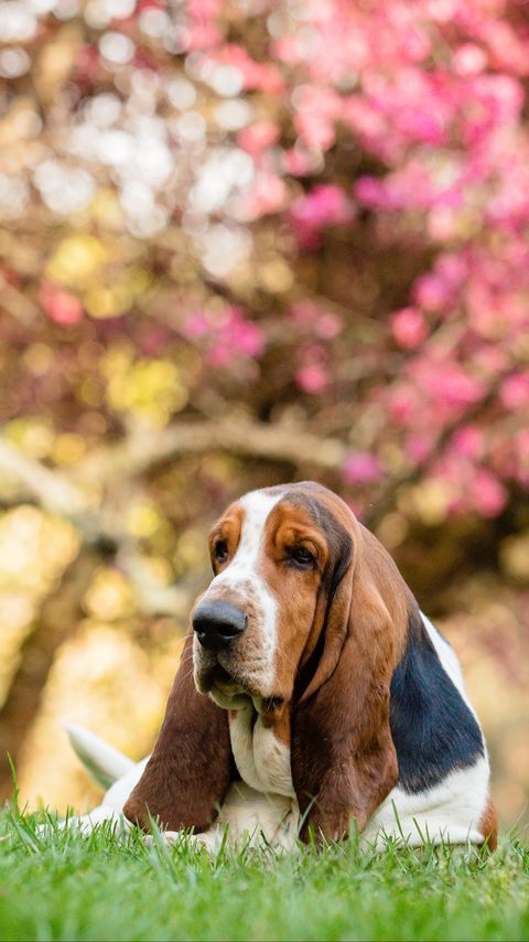 Download wallpaper 2160x3840 basset hound, dog, pet, sakura, flowers, tree samsung galaxy s4, s5, note, sony xperia z, z1, z2, z3, htc one, lenovo vibe hd background