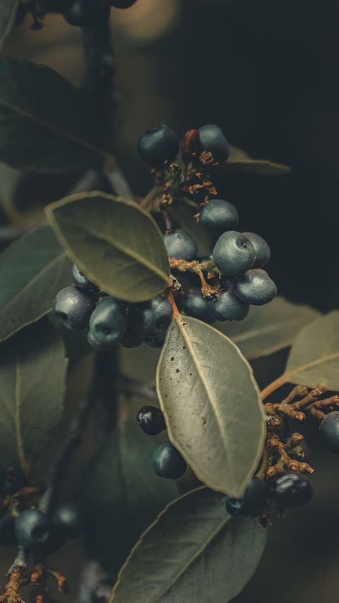 Download wallpaper 2160x3840 berries, branches, leaves, macro samsung galaxy s4, s5, note, sony xperia z, z1, z2, z3, htc one, lenovo vibe hd background