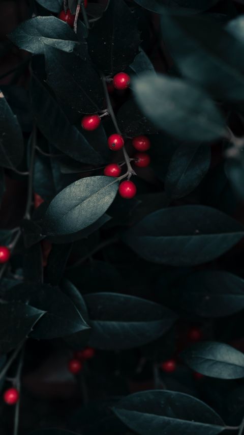 Download wallpaper 2160x3840 berries, leaves, branches, macro samsung galaxy s4, s5, note, sony xperia z, z1, z2, z3, htc one, lenovo vibe hd background