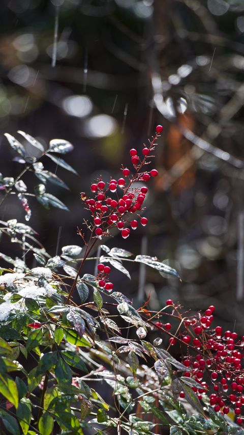 Download wallpaper 2160x3840 berries, leaves, branches, drops, macro samsung galaxy s4, s5, note, sony xperia z, z1, z2, z3, htc one, lenovo vibe hd background