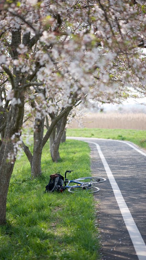 Download wallpaper 2160x3840 bike, path, sakura, trees, grass samsung galaxy s4, s5, note, sony xperia z, z1, z2, z3, htc one, lenovo vibe hd background