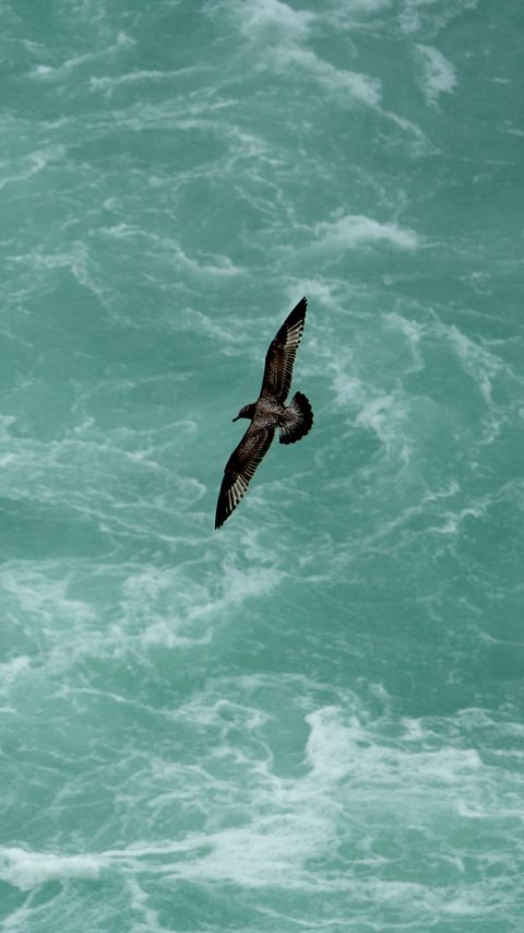 Download wallpaper 2160x3840 bird, flight, sea, waves, water samsung galaxy s4, s5, note, sony xperia z, z1, z2, z3, htc one, lenovo vibe hd background