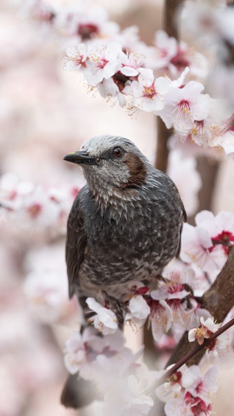 Download wallpaper 2160x3840 bird, sakura, flowers, branches, macro samsung galaxy s4, s5, note, sony xperia z, z1, z2, z3, htc one, lenovo vibe hd background