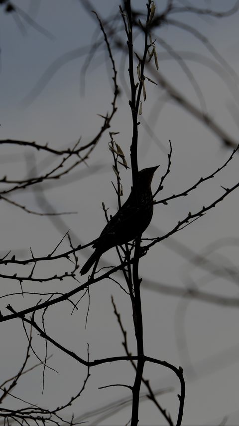 Download wallpaper 2160x3840 bird, silhouette, branches, tree, black and white, dark samsung galaxy s4, s5, note, sony xperia z, z1, z2, z3, htc one, lenovo vibe hd background