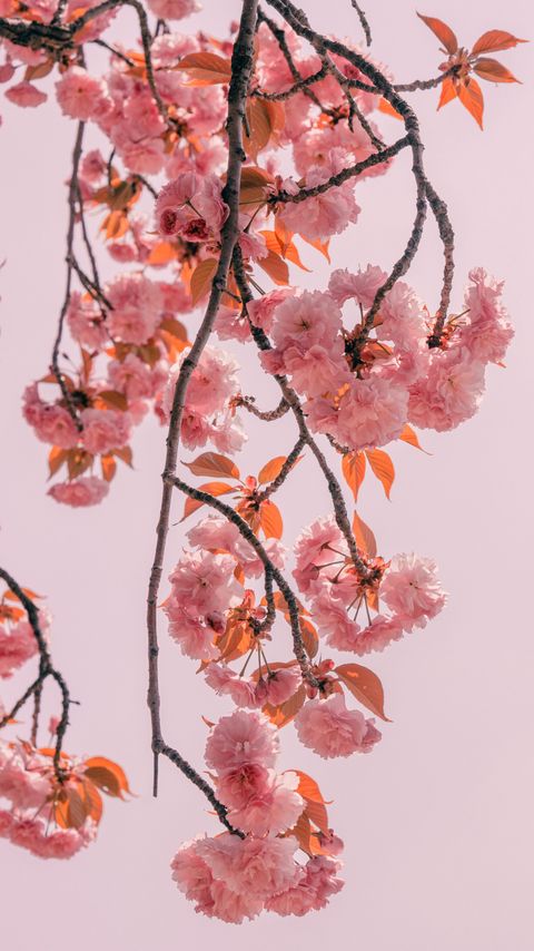 Download wallpaper 2160x3840 branch, flowers, pink, bloom, spring samsung galaxy s4, s5, note, sony xperia z, z1, z2, z3, htc one, lenovo vibe hd background