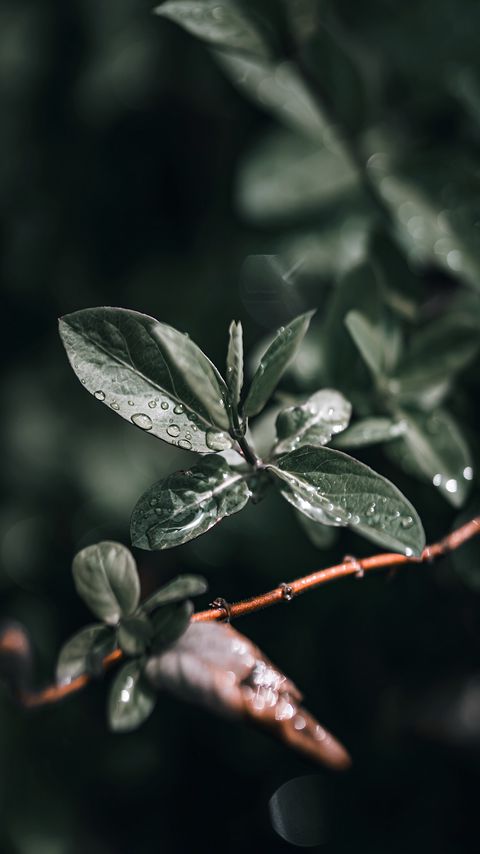 Download wallpaper 2160x3840 branch, leaves, drops, wet, macro samsung galaxy s4, s5, note, sony xperia z, z1, z2, z3, htc one, lenovo vibe hd background