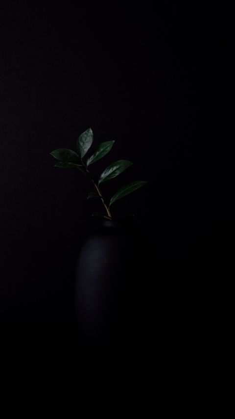 Download wallpaper 2160x3840 branch, leaves, plant, darkness samsung galaxy s4, s5, note, sony xperia z, z1, z2, z3, htc one, lenovo vibe hd background