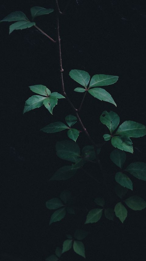 Download wallpaper 2160x3840 branch, leaves, plant, green, dark samsung galaxy s4, s5, note, sony xperia z, z1, z2, z3, htc one, lenovo vibe hd background