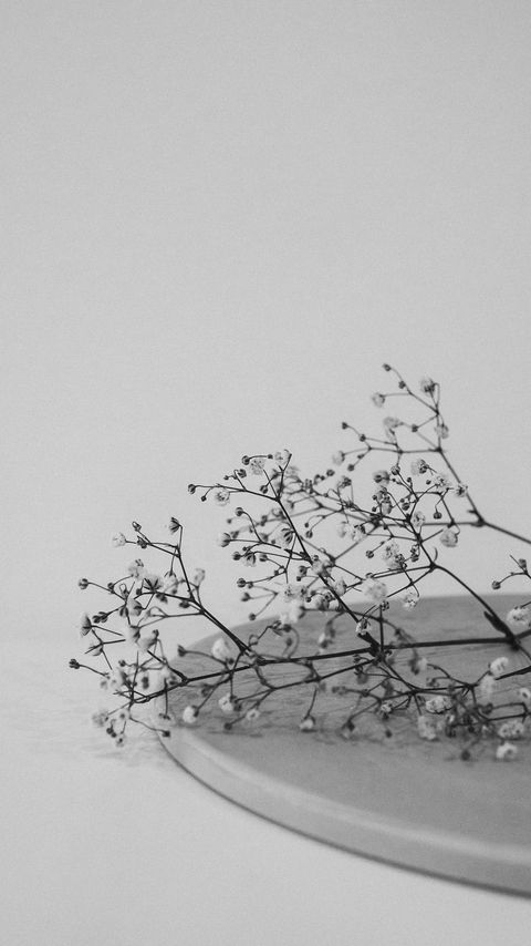 Download wallpaper 2160x3840 branches, flowers, minimalism, black and white samsung galaxy s4, s5, note, sony xperia z, z1, z2, z3, htc one, lenovo vibe hd background