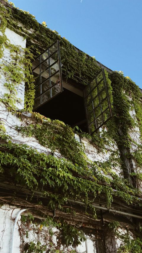 Download wallpaper 2160x3840 building, window, ivy, leaves, green samsung galaxy s4, s5, note, sony xperia z, z1, z2, z3, htc one, lenovo vibe hd background