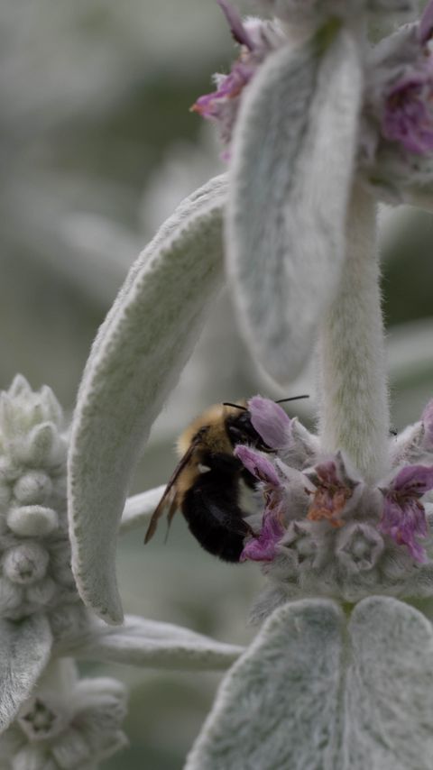 Download wallpaper 2160x3840 bumblebee, insect, flowers, macro samsung galaxy s4, s5, note, sony xperia z, z1, z2, z3, htc one, lenovo vibe hd background