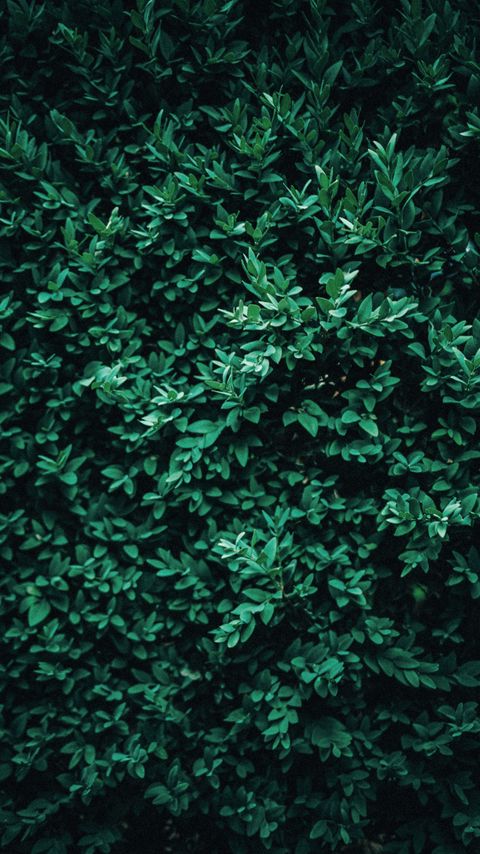 Download wallpaper 2160x3840 bush, leaves, macro, green samsung galaxy s4, s5, note, sony xperia z, z1, z2, z3, htc one, lenovo vibe hd background