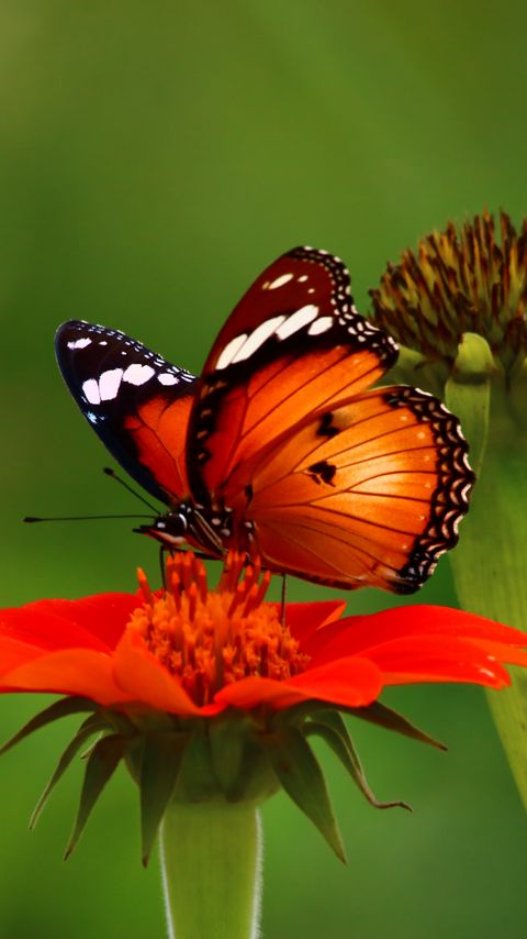 Download wallpaper 2160x3840 butterfly, flower, insect, macro, brown samsung galaxy s4, s5, note, sony xperia z, z1, z2, z3, htc one, lenovo vibe hd background