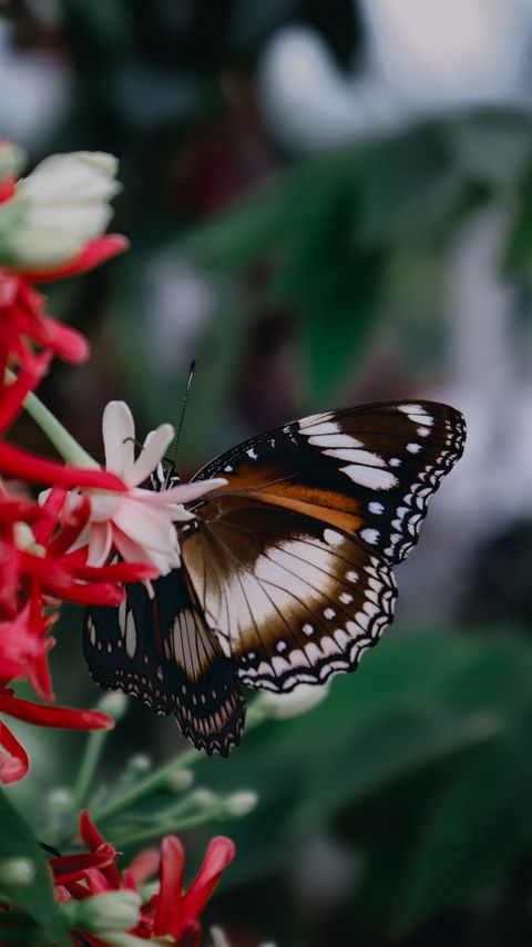 Download wallpaper 2160x3840 butterfly, insect, flowers, plant, macro samsung galaxy s4, s5, note, sony xperia z, z1, z2, z3, htc one, lenovo vibe hd background