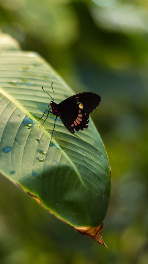 Download wallpaper 2160x3840 butterfly, insect, leaf, drops, macro samsung galaxy s4, s5, note, sony xperia z, z1, z2, z3, htc one, lenovo vibe hd background