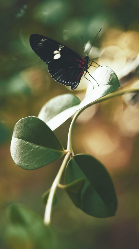 Download wallpaper 2160x3840 butterfly, insect, leaves, stem, macro samsung galaxy s4, s5, note, sony xperia z, z1, z2, z3, htc one, lenovo vibe hd background