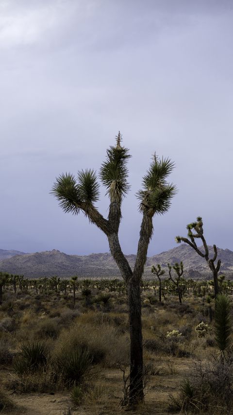 Download wallpaper 2160x3840 cacti, plants, mountains, nature samsung galaxy s4, s5, note, sony xperia z, z1, z2, z3, htc one, lenovo vibe hd background