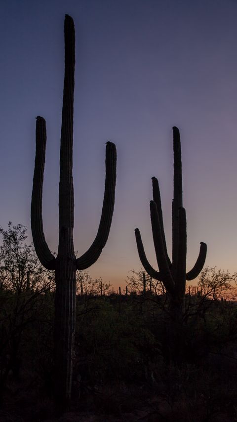 Download wallpaper 2160x3840 cacti, plants, silhouettes, twilight, dark samsung galaxy s4, s5, note, sony xperia z, z1, z2, z3, htc one, lenovo vibe hd background