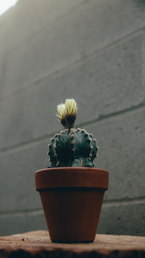 Download wallpaper 2160x3840 cactus, flower, plant, pot samsung galaxy s4, s5, note, sony xperia z, z1, z2, z3, htc one, lenovo vibe hd background