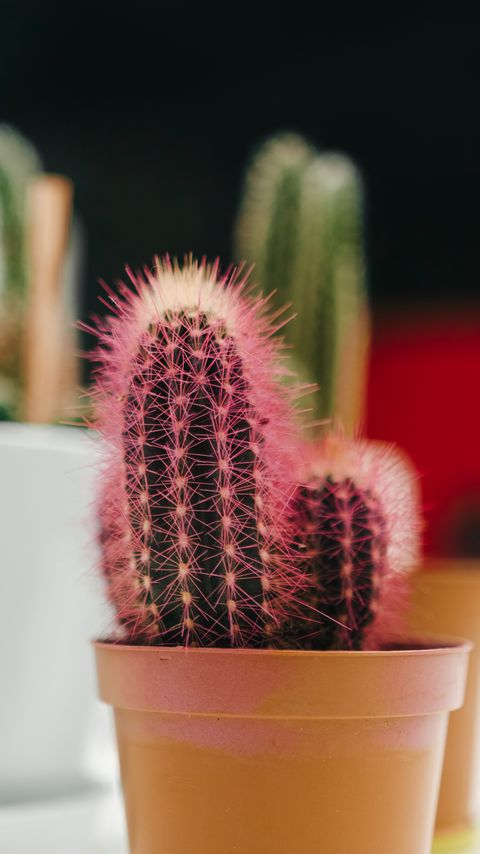 Download wallpaper 2160x3840 cactus, plant, needles, pot, macro samsung galaxy s4, s5, note, sony xperia z, z1, z2, z3, htc one, lenovo vibe hd background