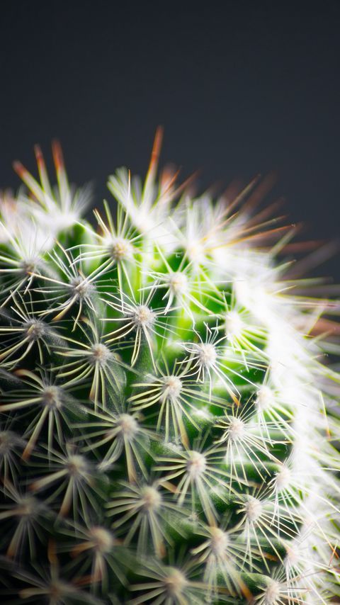 Download wallpaper 2160x3840 cactus, thorns, plant, green, macro samsung galaxy s4, s5, note, sony xperia z, z1, z2, z3, htc one, lenovo vibe hd background