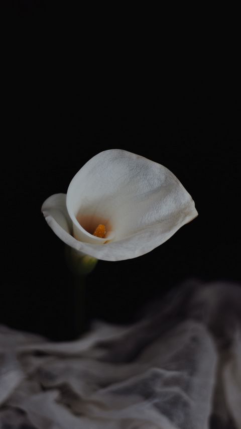 Download wallpaper 2160x3840 calla, flower, white samsung galaxy s4, s5, note, sony xperia z, z1, z2, z3, htc one, lenovo vibe hd background