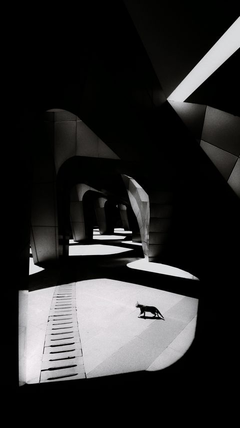 Download wallpaper 2160x3840 cat, columns, light, black and white, black samsung galaxy s4, s5, note, sony xperia z, z1, z2, z3, htc one, lenovo vibe hd background