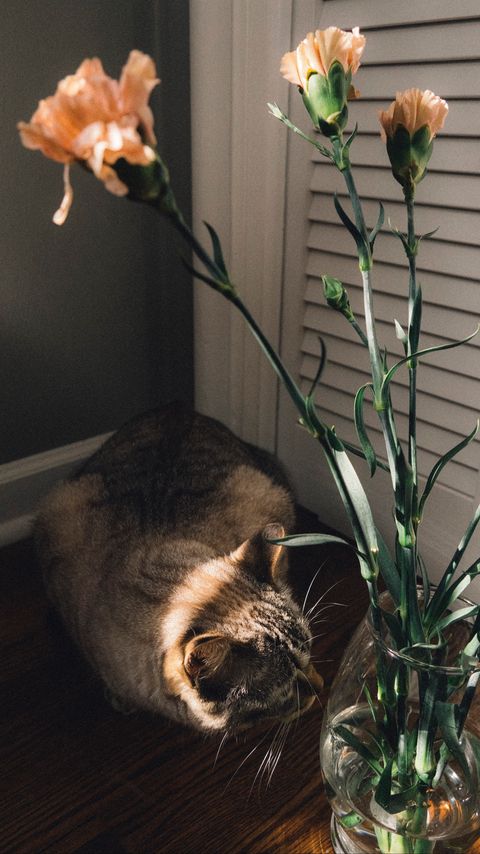 Download wallpaper 2160x3840 cat, flowers, vase, animal, pet samsung galaxy s4, s5, note, sony xperia z, z1, z2, z3, htc one, lenovo vibe hd background