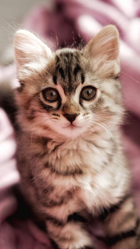 Download wallpaper 2160x3840 cat, kitten, pet, glance, cute, fluffy samsung galaxy s4, s5, note, sony xperia z, z1, z2, z3, htc one, lenovo vibe hd background